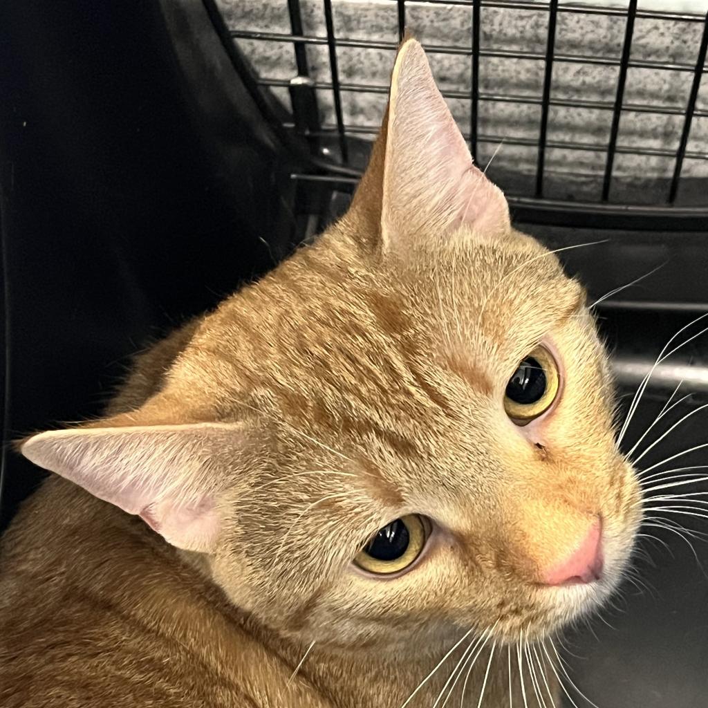 adoptable Cat in Wilmington, DE named Loki