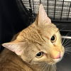 adoptable Cat in , DE named Loki