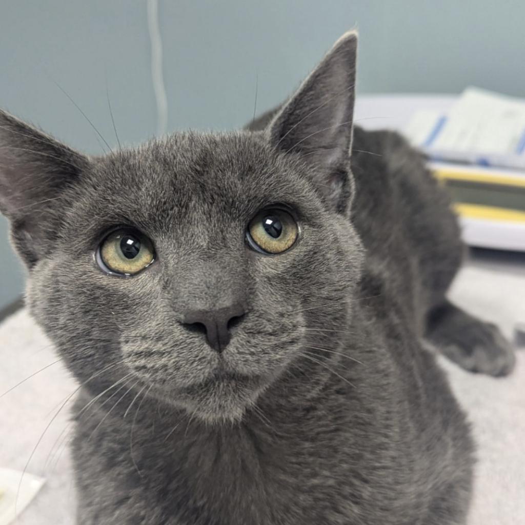 adoptable Cat in Wilmington, DE named Champ