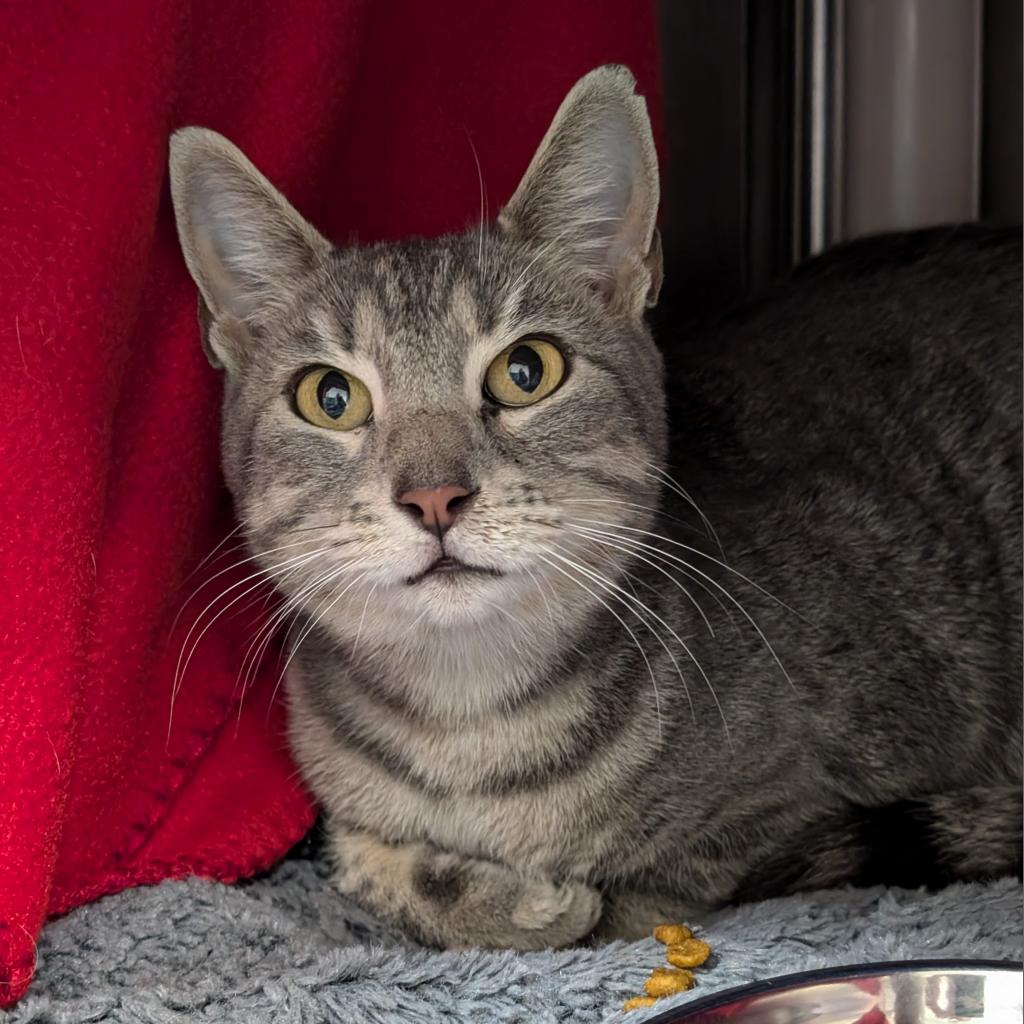 adoptable Cat in Wilmington, DE named Sasha