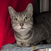 adoptable Cat in , DE named Sasha