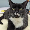 adoptable Cat in , DE named Winifred