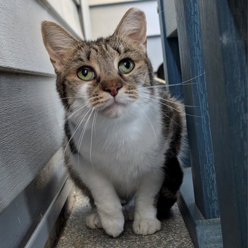 Iduna, Domestic Short Hair, cat for adoption in Lancaster, Pennsylvania