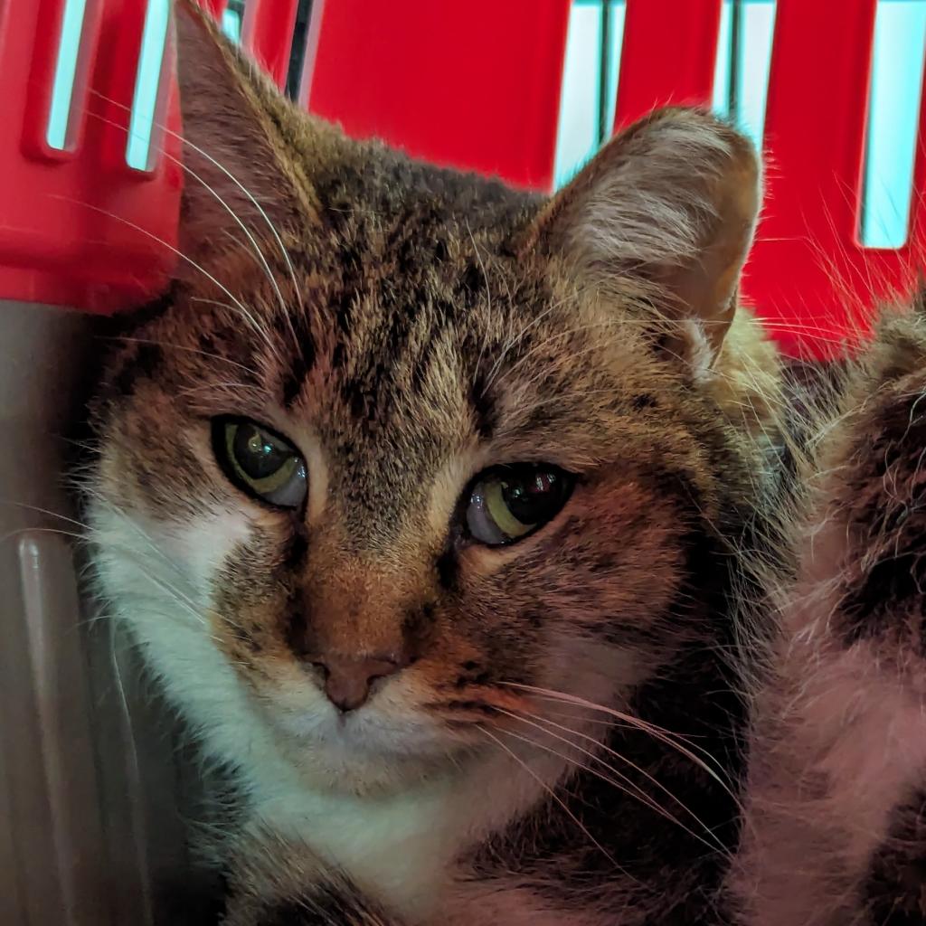 adoptable Cat in Wilmington, DE named Iduna