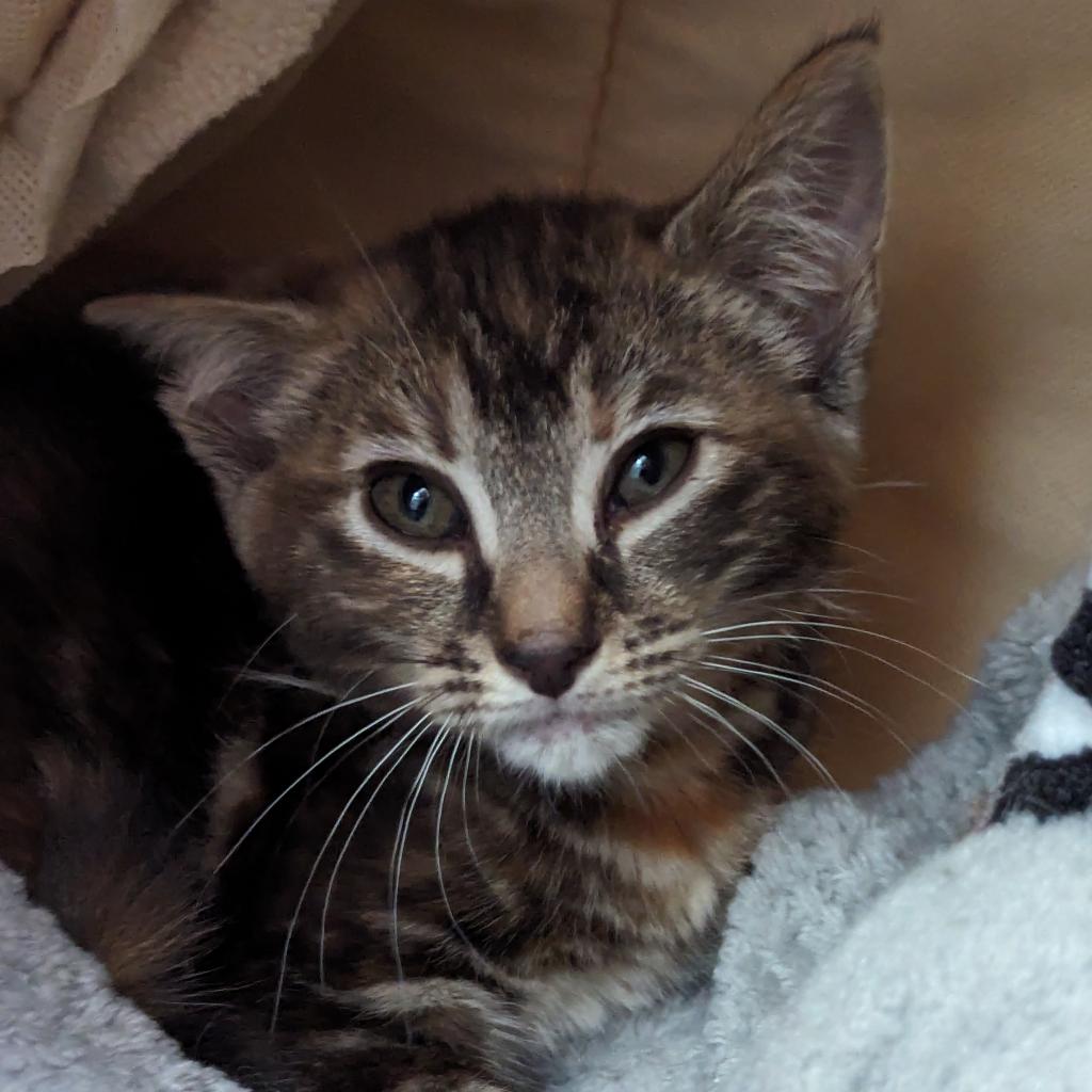 adoptable Cat in Wilmington, DE named Valentine