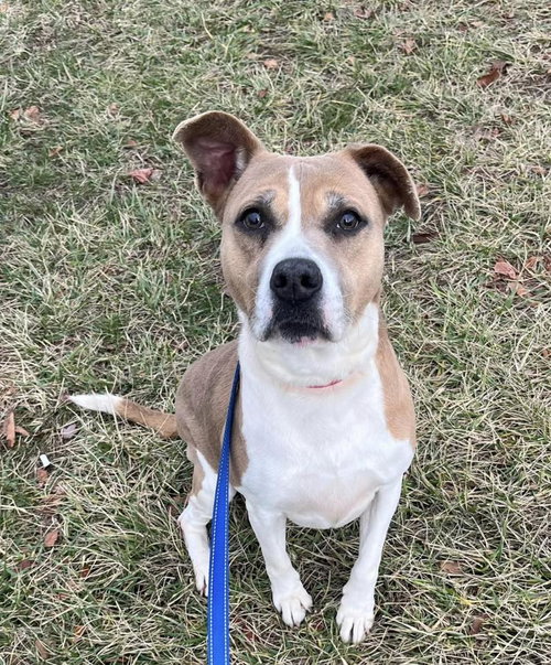 Tessa, an adoptable Unknown breed in Wilmington, DE