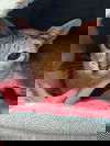 adoptable Cat in  named Pixie Dust