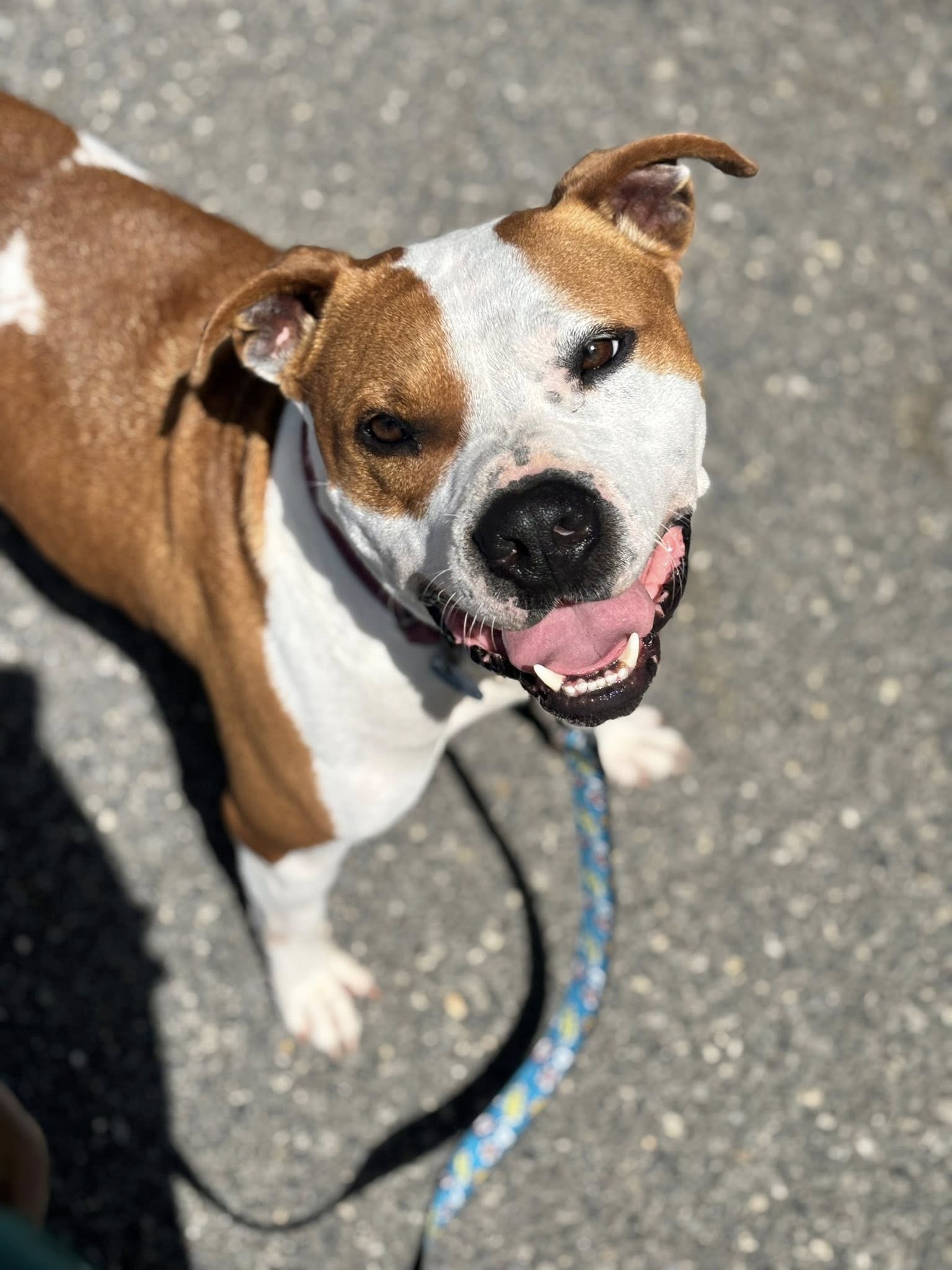Chester