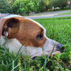 adoptable Dog in  named Chester