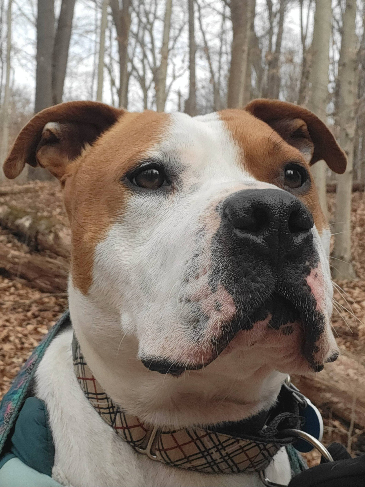 Chester