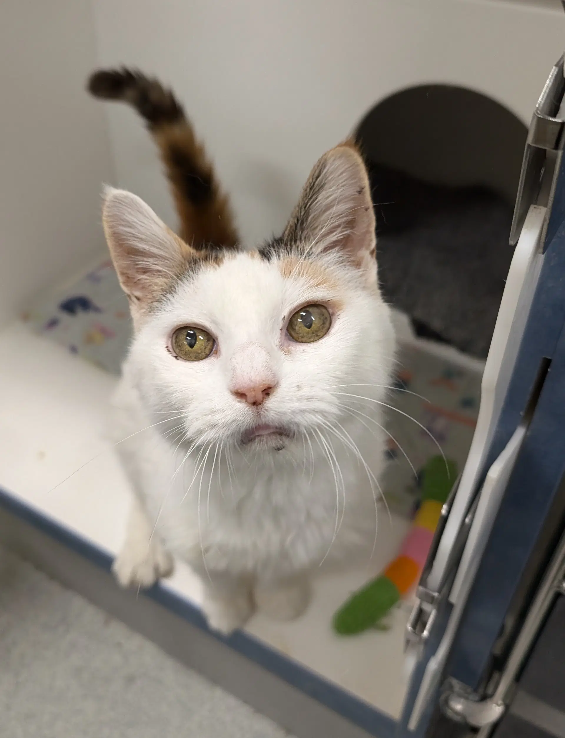 Muffin - Domestic Short Hair