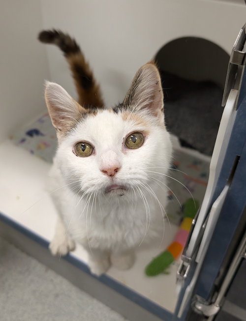 Muffin, Domestic Short Hair, cat for adoption in Lancaster, Pennsylvania