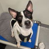 adoptable Dog in  named Valerie