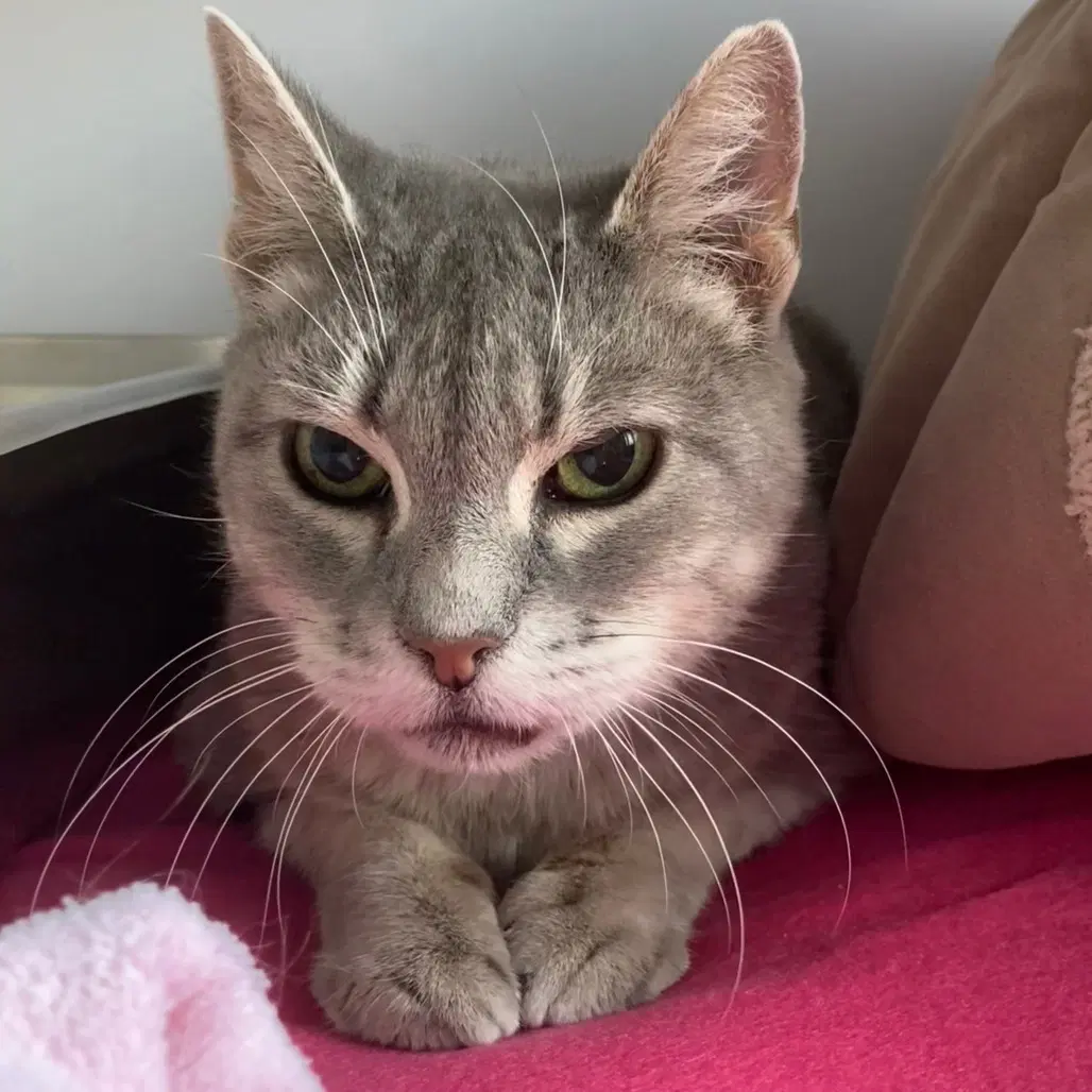 Mattie - Domestic Short Hair