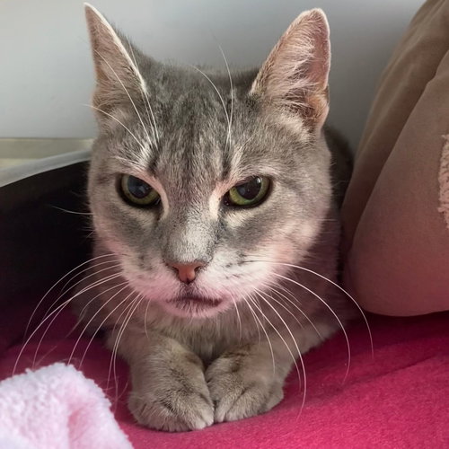 Mattie, Domestic Short Hair, cat for adoption in Lancaster, Pennsylvania
