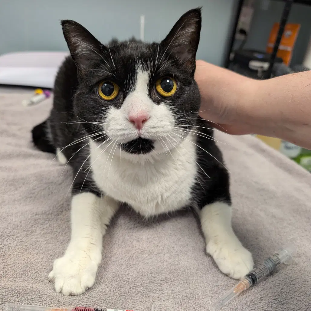 Midnight Sun - Domestic Short Hair