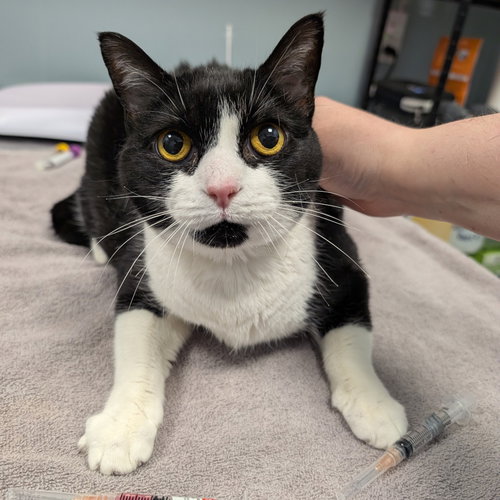 Midnight Sun, Domestic Short Hair, cat for adoption in Lancaster, Pennsylvania
