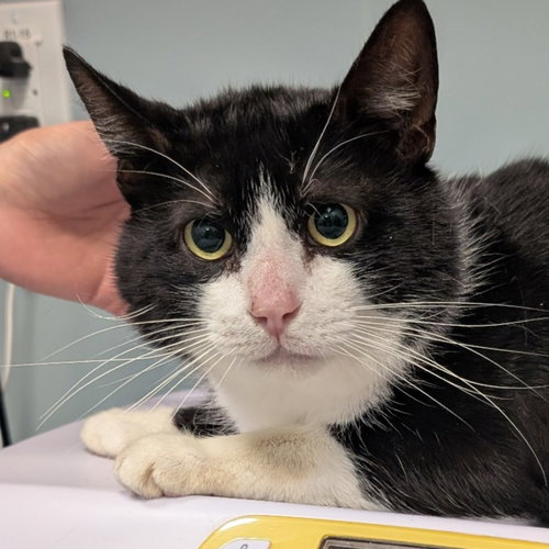 HP, Domestic Short Hair, cat for adoption in Lancaster, Pennsylvania
