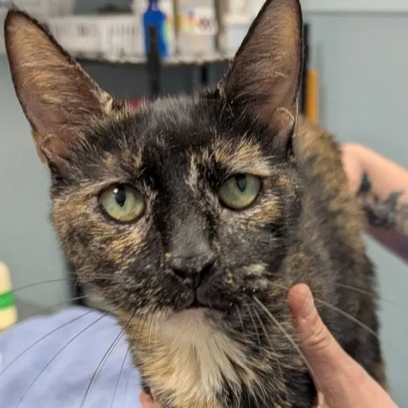 Mrs Peacock - Domestic Short Hair