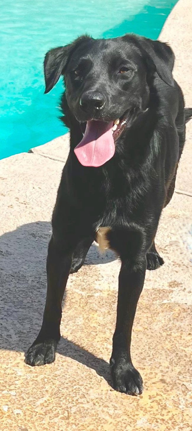 Koda
