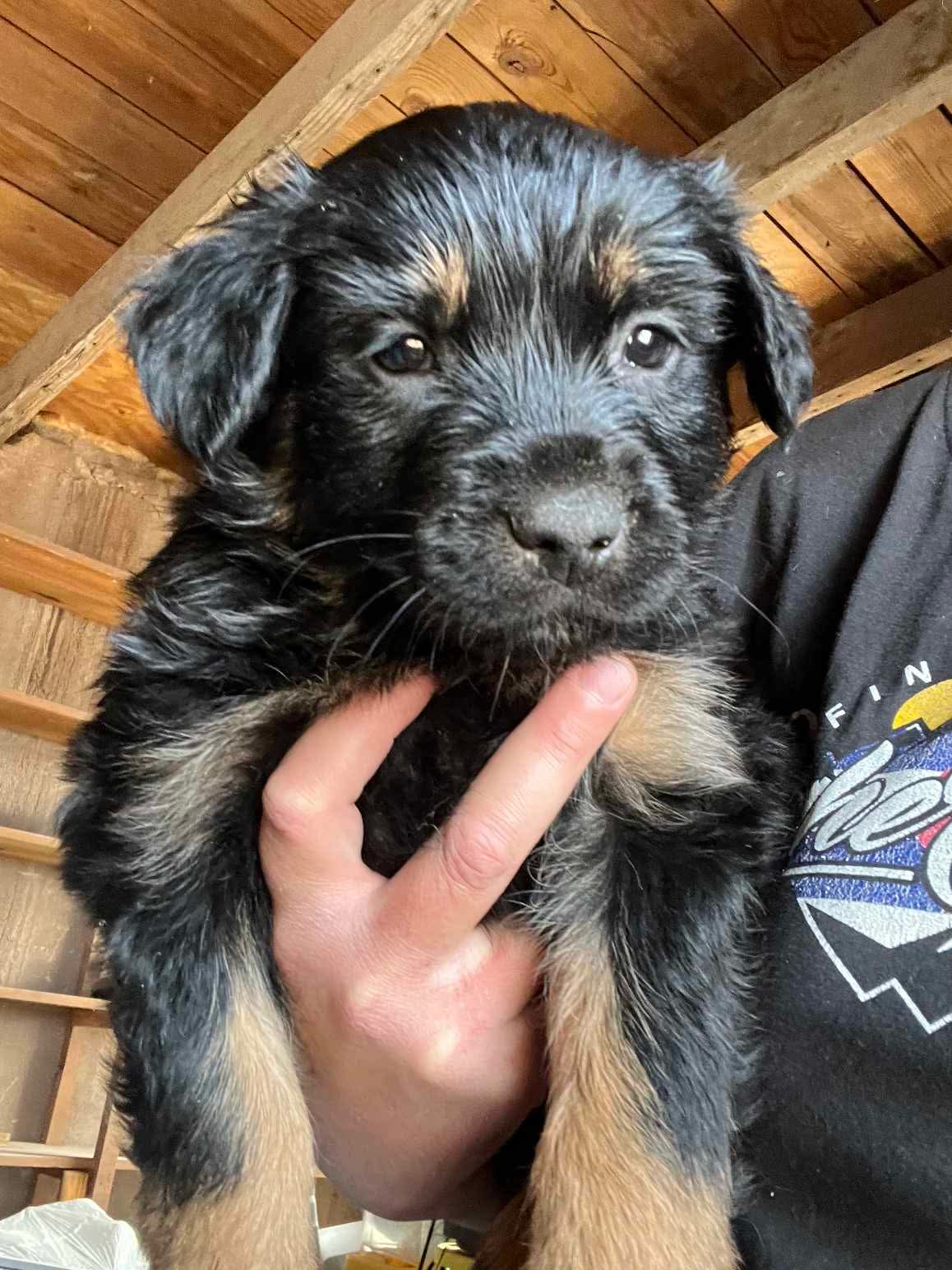 Bear