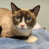 adoptable Cat in  named Nadeen