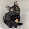 adoptable Cat in Wilmington, DE named Lucille