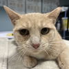 adoptable Cat in Wilmington, DE named Sugar