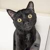 adoptable Cat in Wilmington, DE named Tornado