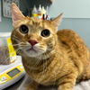 adoptable Cat in Wilmington, DE named Charlie