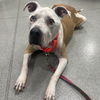 adoptable Dog in Wilmington, DE named Arnie