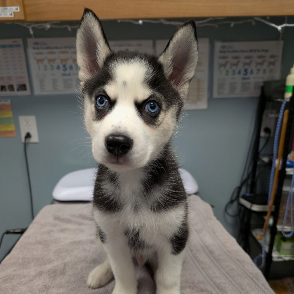 Balto