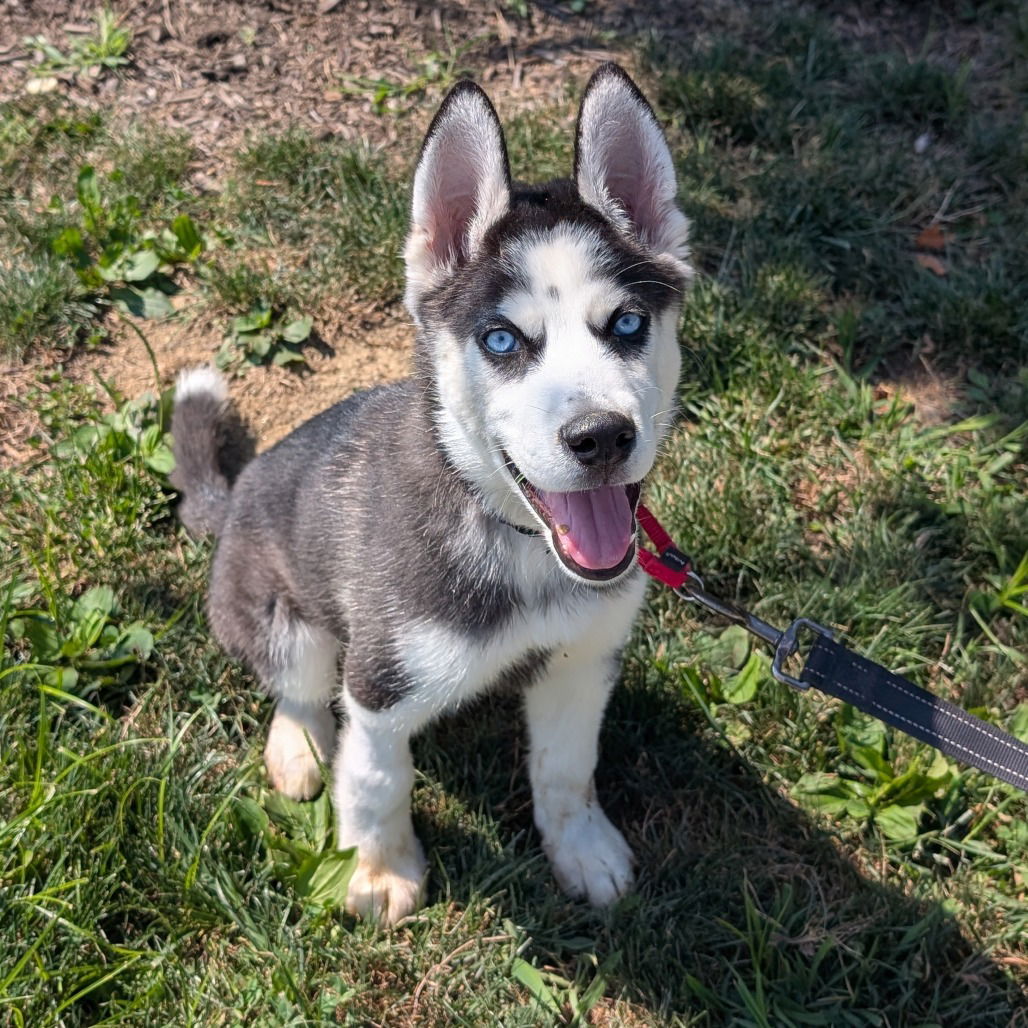 adoptable Dog in Wilmington, DE named Balto