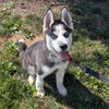adoptable Dog in Wilmington, DE named Balto