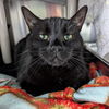 adoptable Cat in Wilmington, DE named Potter