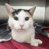 adoptable Cat in Wilmington, DE named Paisley
