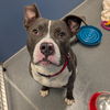adoptable Dog in  named Albie