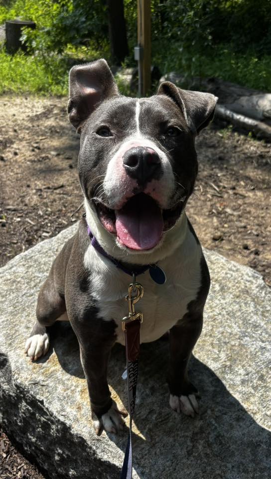 adoptable Dog in Wilmington, DE named Albie