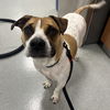 adoptable Dog in Wilmington, DE named Rufus