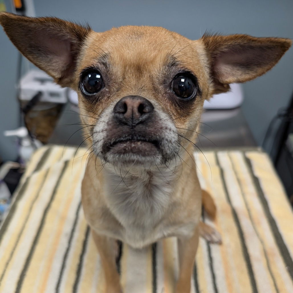 Gidget