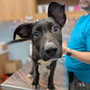 adoptable Dog in Wilmington, DE named Basil