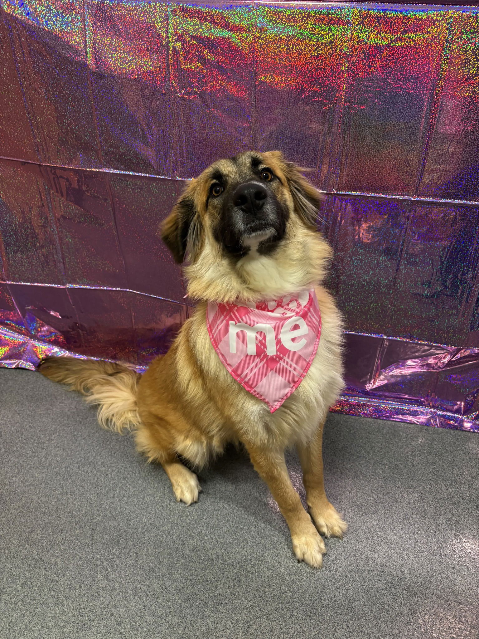 adoptable Dog in Wilmington, DE named Emma