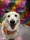 adoptable Dog in  named Lex