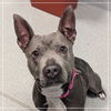adoptable Dog in  named Dandelion