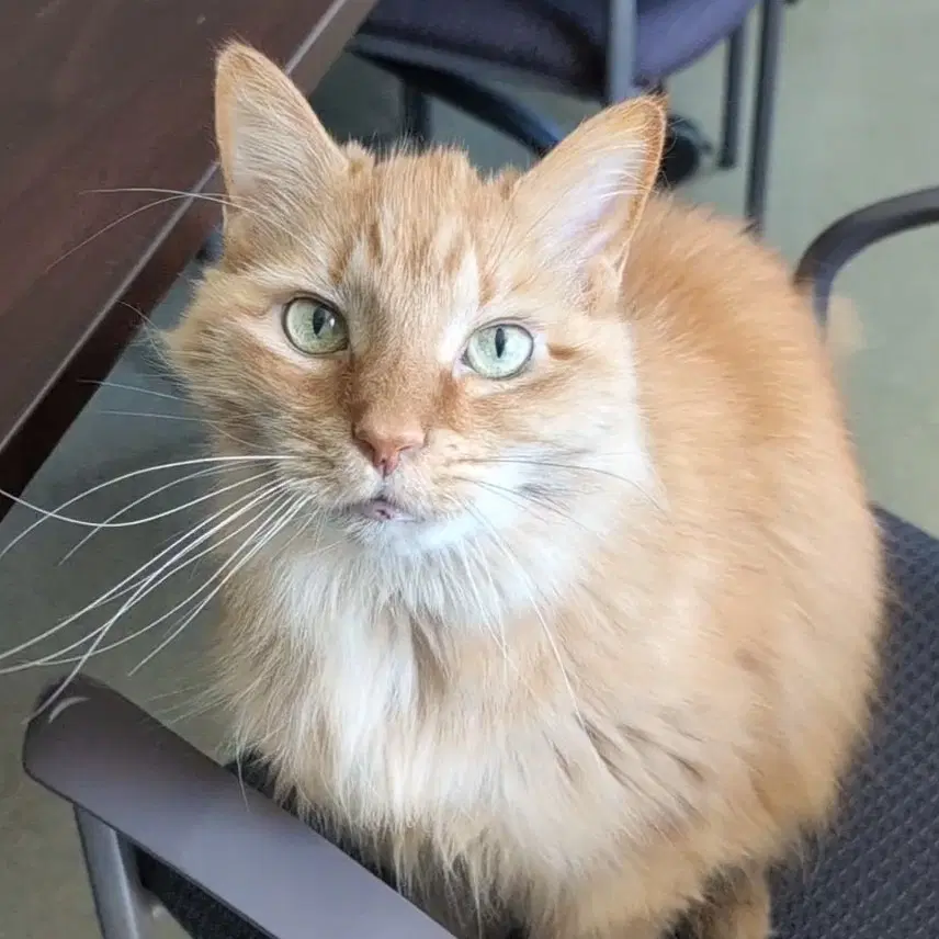 Sunshine - Domestic Long Hair