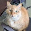 adoptable Cat in Wilmington, DE named Sunshine