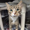 adoptable Cat in Wilmington, DE named Lightfoot