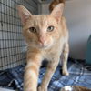 adoptable Cat in Wilmington, DE named Timmy