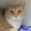 adoptable Cat in Wilmington, DE named Jessie