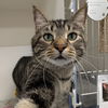 adoptable Cat in Wilmington, DE named Bo